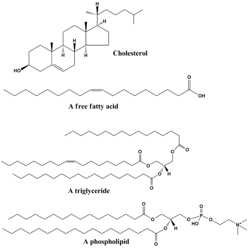 Estructura molecular de los lipidos complejos